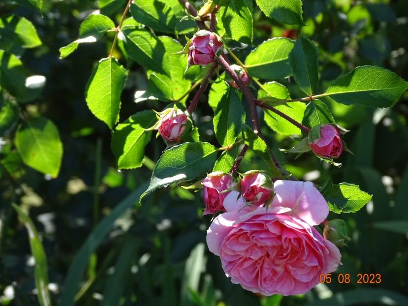 - Trandafiri 2023 3