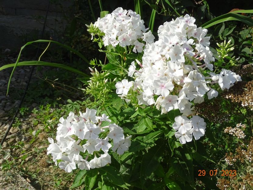 phlox Flame White - Dobarland 2023 5