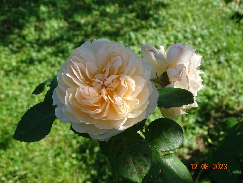  - Trandafiri 2023 3