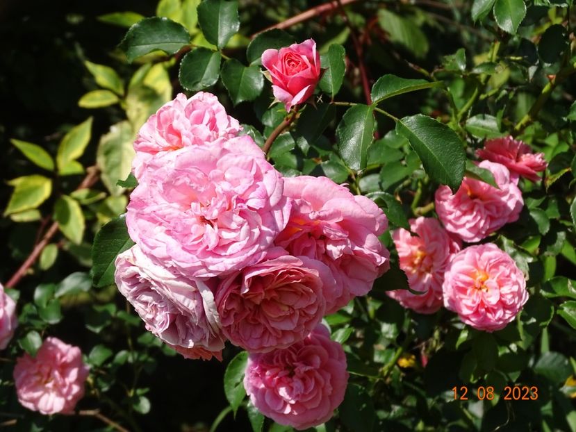  - Trandafiri 2023 3