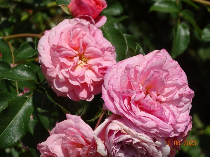  - Trandafiri 2023 3