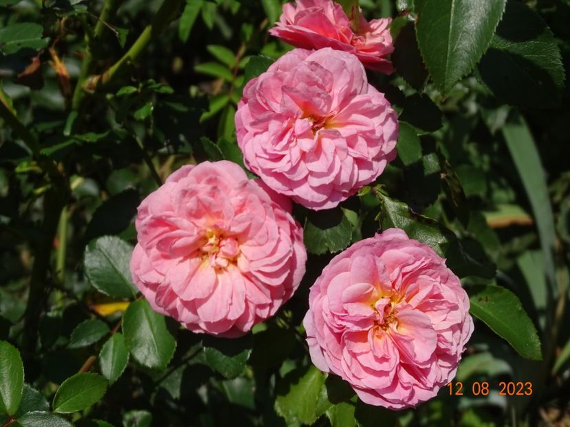  - Trandafiri 2023 3