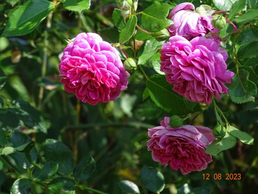 - Trandafiri 2023 3