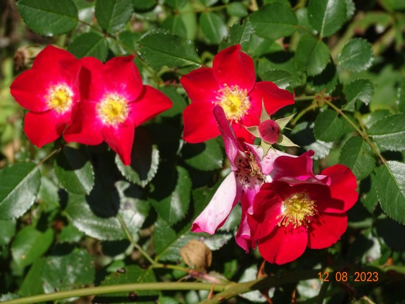  - Trandafiri 2023 3