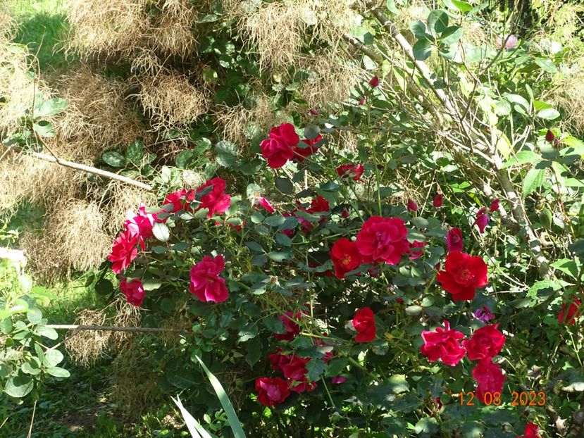  - Trandafiri 2023 3