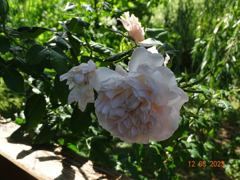  - Trandafiri 2023 3