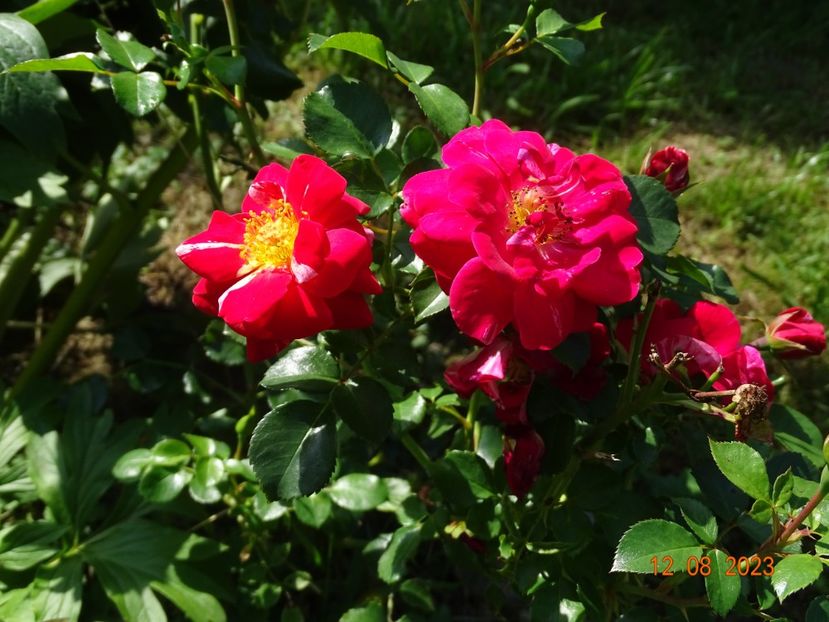  - Trandafiri 2023 3