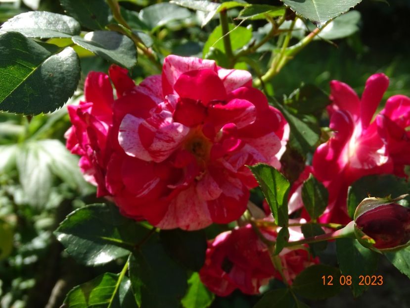  - Trandafiri 2023 3