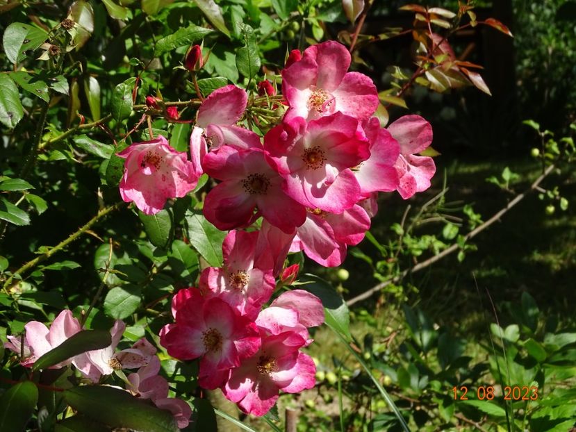  - Trandafiri 2023 3