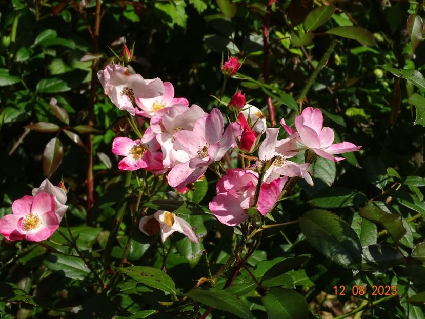  - Trandafiri 2023 3