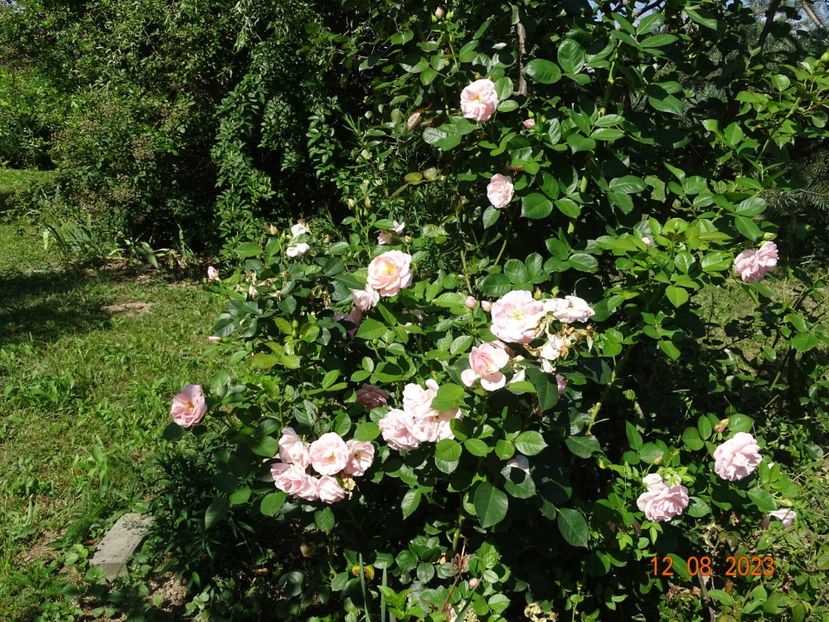  - Trandafiri 2023 3