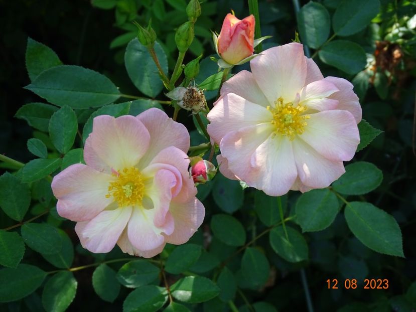  - Trandafiri 2023 3