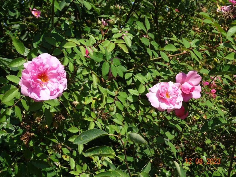  - Trandafiri 2023 3