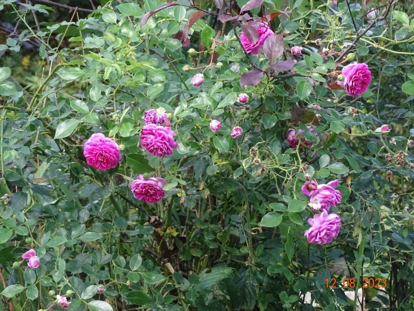  - Trandafiri 2023 3