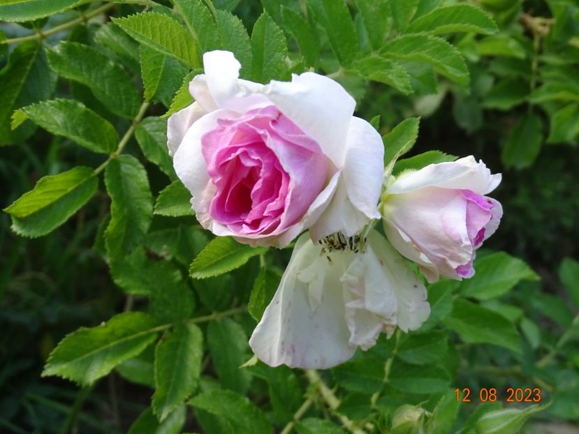  - Trandafiri 2023 3