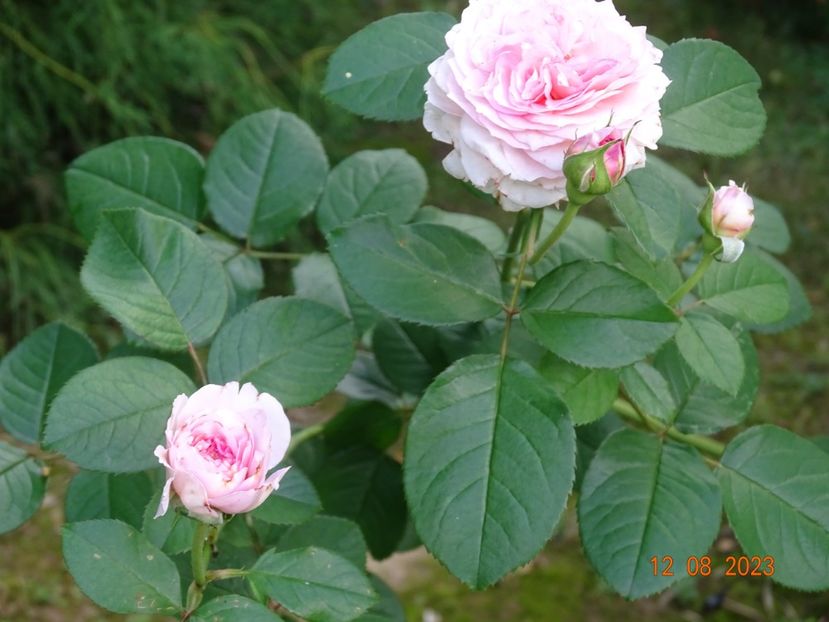  - Trandafiri 2023 3