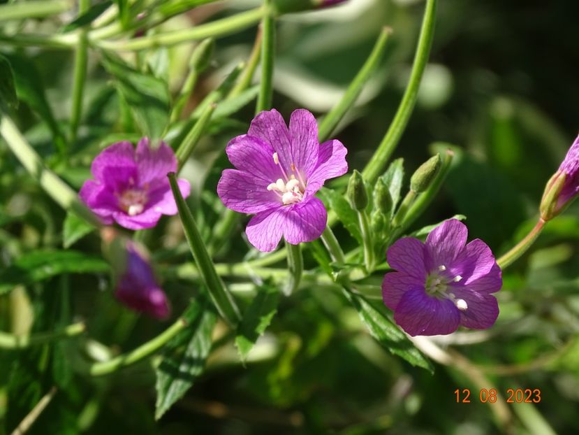 epilobium hirsutum - Dobarland 2023 5