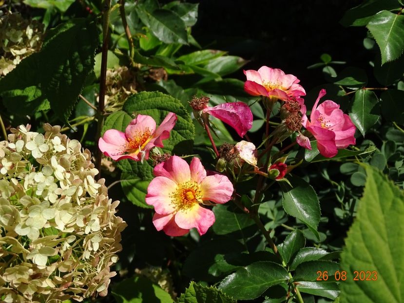  - Trandafiri 2023 3