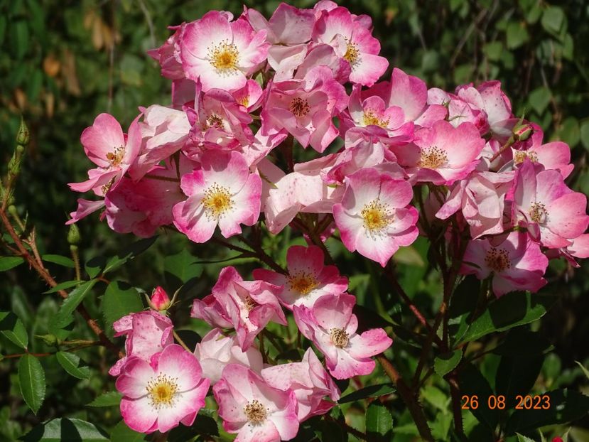  - Trandafiri 2023 3