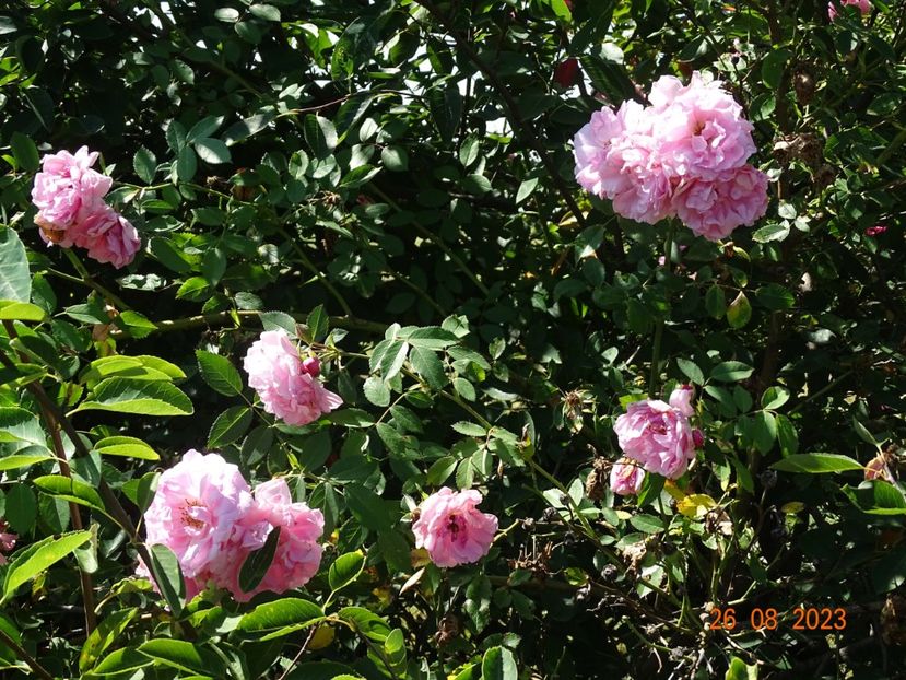  - Trandafiri 2023 3