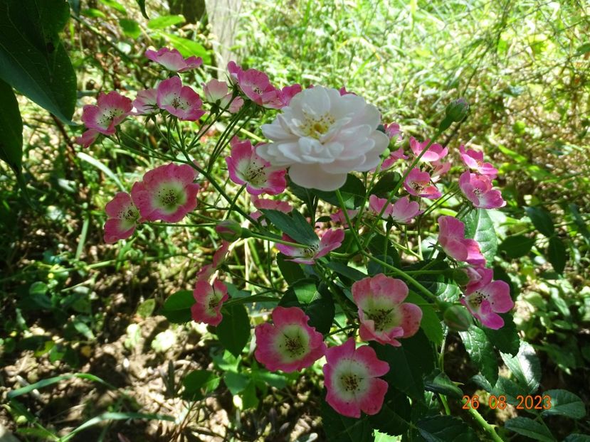  - Trandafiri 2023 3