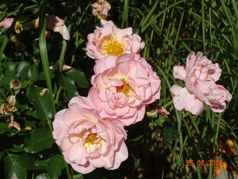  - Trandafiri 2023 3