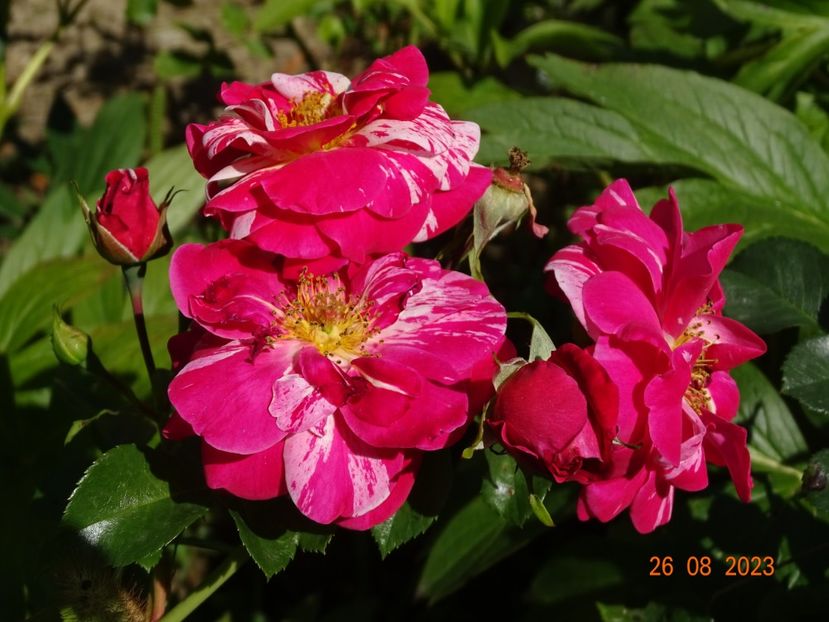  - Trandafiri 2023 3