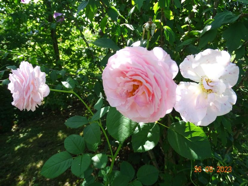  - Trandafiri 2023 3