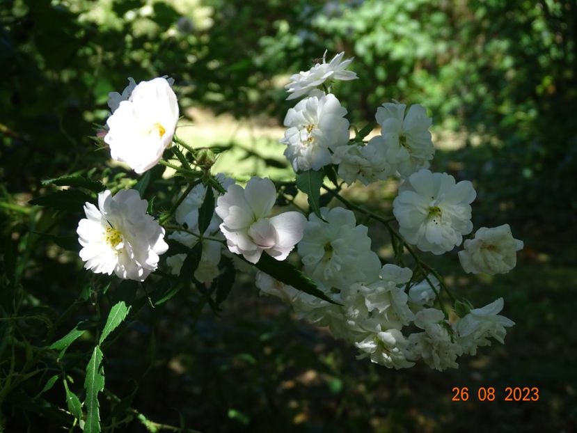 - Trandafiri 2023 3