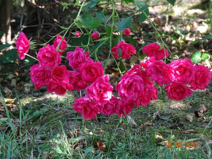  - Trandafiri 2023 3
