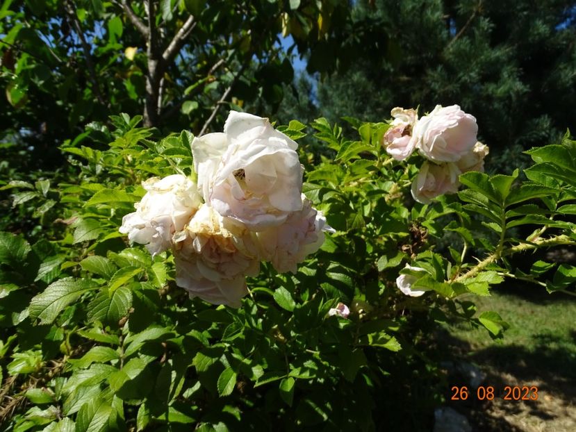 - Trandafiri 2023 3