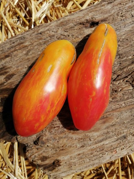  - SEMINTE ROSII - T 1023 TULIP YELLOW Brun