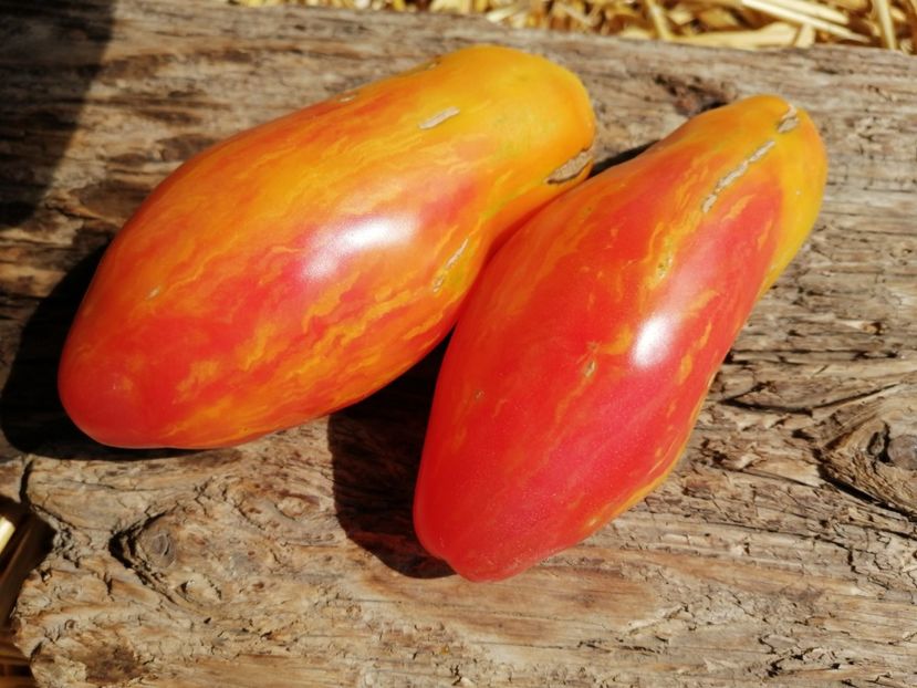  - SEMINTE ROSII - T 1023 TULIP YELLOW Brun