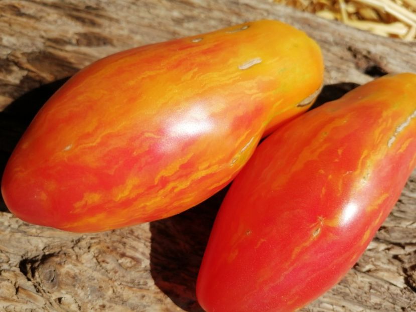  - SEMINTE ROSII - T 1023 TULIP YELLOW Brun