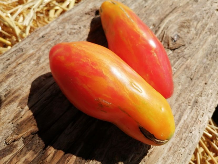  - SEMINTE ROSII - T 1023 TULIP YELLOW Brun