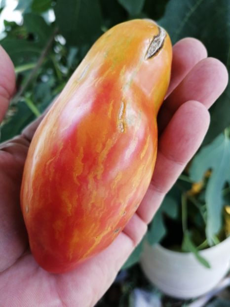  - SEMINTE ROSII - T 1023 TULIP YELLOW Brun