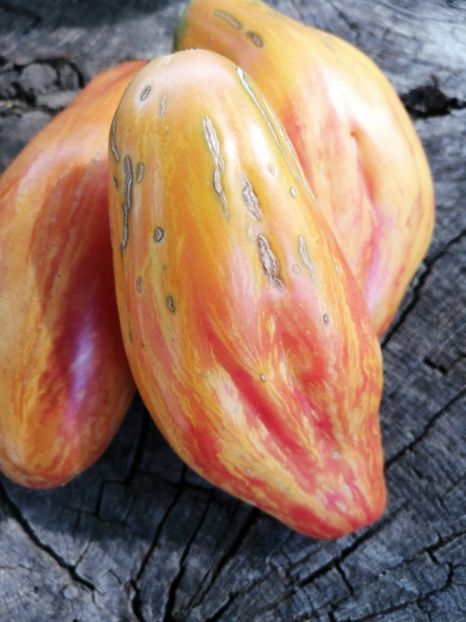  - SEMINTE ROSII - T 1023 TULIP YELLOW Brun