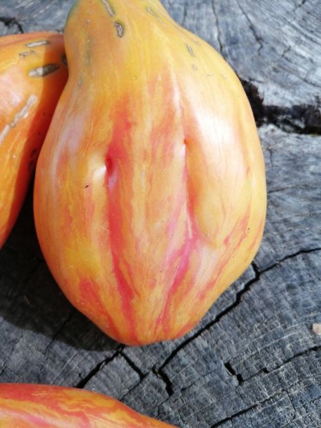  - SEMINTE ROSII - T 1023 TULIP YELLOW Brun