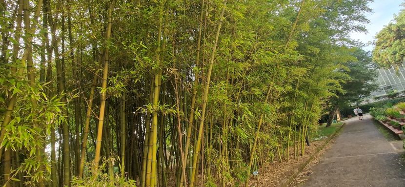  - 2023 Gradina Botanica Napoli