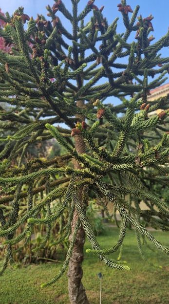  - 2023 Gradina Botanica Napoli