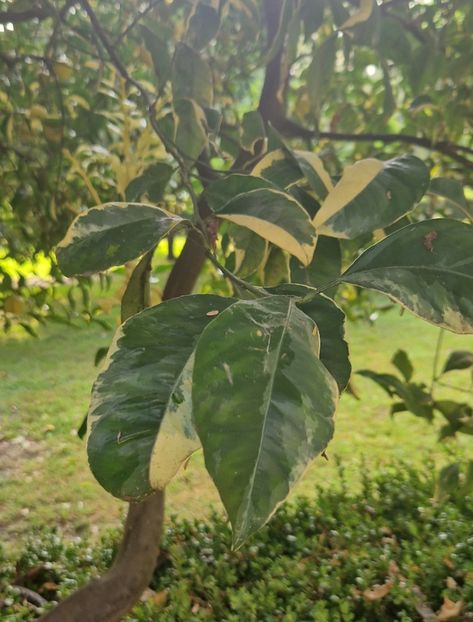  - 2023 Gradina Botanica Napoli