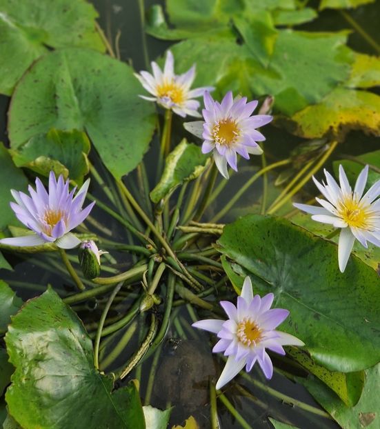  - 2023 Gradina Botanica Napoli