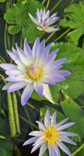  - 2023 Gradina Botanica Napoli