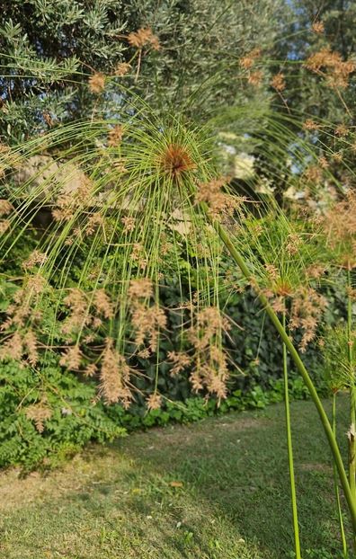  - 2023 Gradina Botanica Napoli