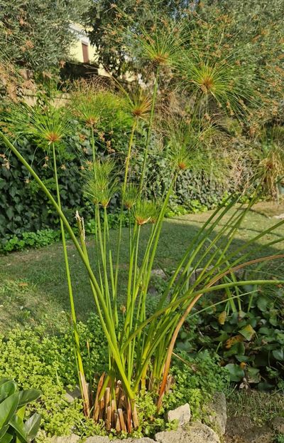  - 2023 Gradina Botanica Napoli