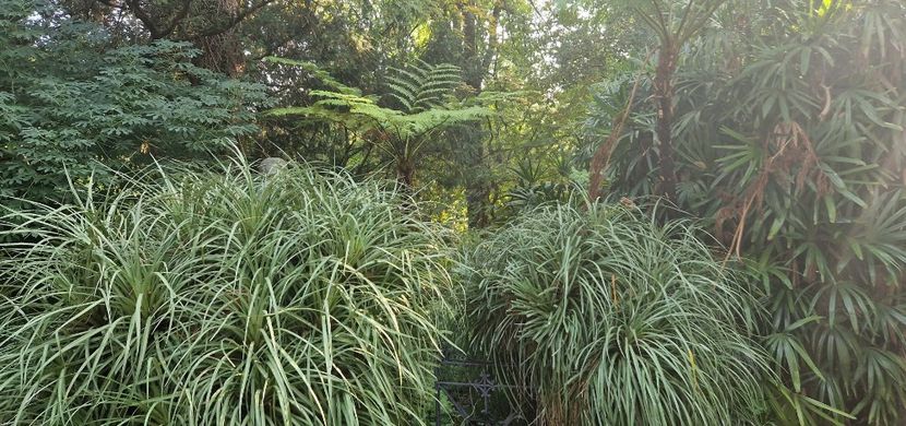  - 2023 Gradina Botanica Napoli