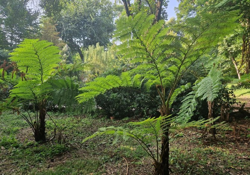  - 2023 Gradina Botanica Napoli