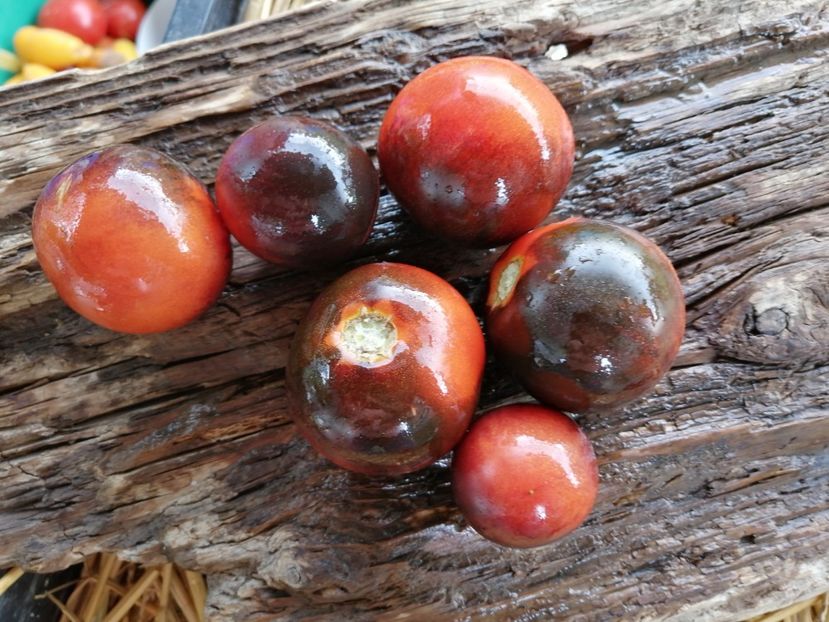  - SEMINTE ROSII - T 1011 J L MIDNIGHT