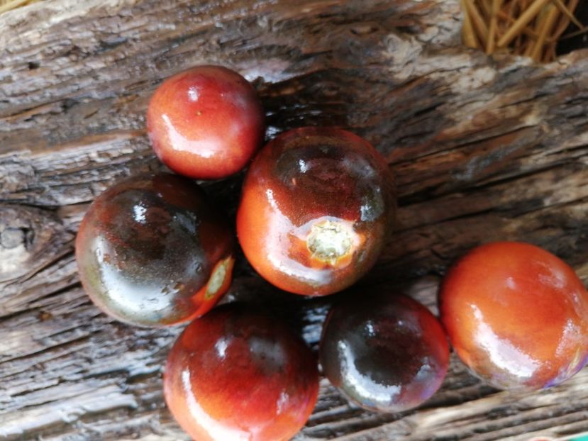  - SEMINTE ROSII - T 1011 J L MIDNIGHT