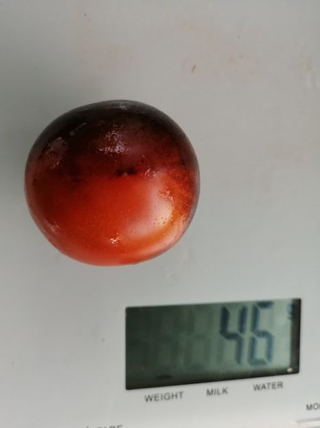  - SEMINTE ROSII - T 1011 J L MIDNIGHT